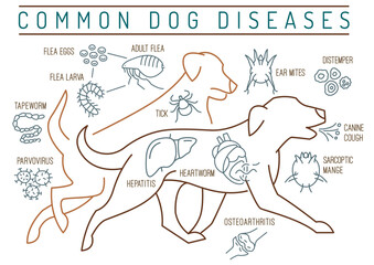 Common canine diseases. Informative infographics. Vector illustration