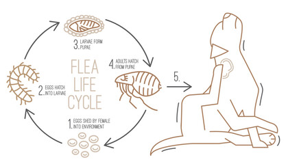 Flea life cycle. Four stages. Vector illustration