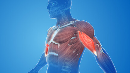 Biceps muscle pain and injury