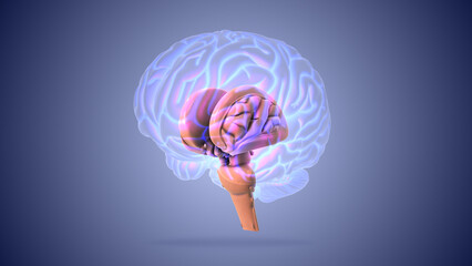 Brain stem or brainstem with medulla