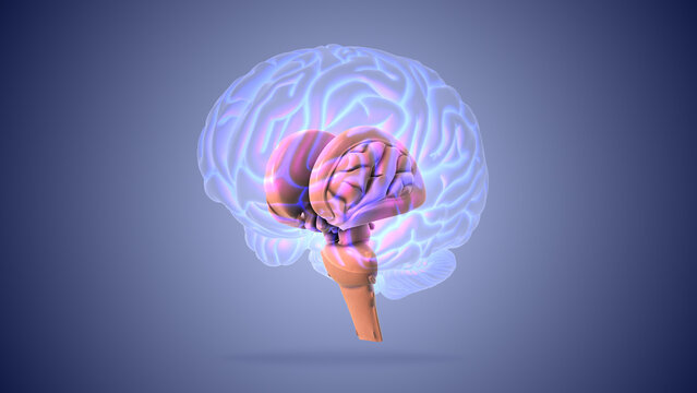 Brain stem or brainstem with medulla