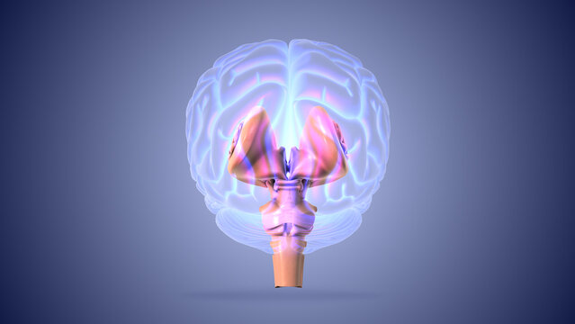 Brain stem or brainstem with medulla