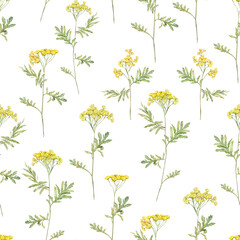 Seamless pattern watercolor common tansy. Yellow field flowers. Hand drawn illustration isolated background. Wallpaper with botanical medicinal wildflowers clipart