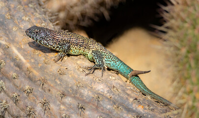 Lagarto nítido (Liolaemus nítidus)