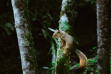 ardilla en el bosque