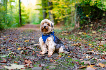 An endearing young Yorkshire Terrier puppy enjoys a serene autumn forest, amidst lush green, golden yellow, and rich brown leaves. The focus captures the puppy's captivating charm