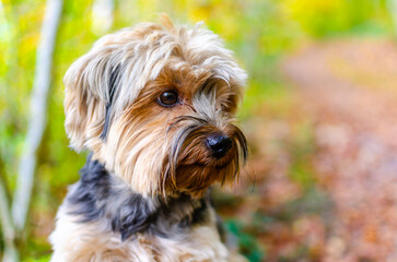 Naklejka na ściany i meble A charming young Yorkshire Terrier puppy sits amid a stunning autumn woodland, surrounded by green, yellow, and golden-brown leaves. The focus is on the pup's endearing face