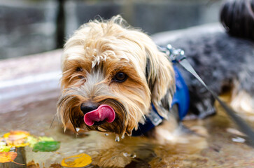 A young Yorkshire Terrier pup quenching its thirst by drinking from a fountain. Its tongue is...