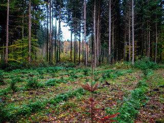 Wiederaufforstung im Mischwald