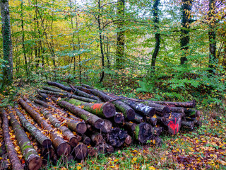 Markierte und abfahrbereite Baumstämme im Wald