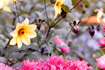 Chrysanthemum flowers floral wallpaper background. Selective focus photo.