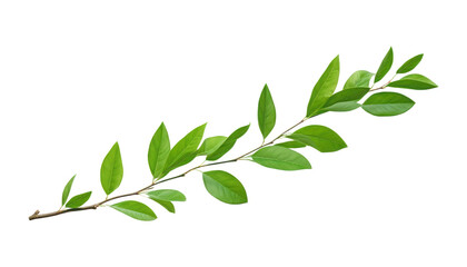 Obraz premium green leaves branch isolated on transparent background cutout