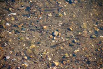 Fish swimming in shallow river water near the shore