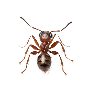 recommend clip art: Close up ant isolated on transparent background, png clip art design element.