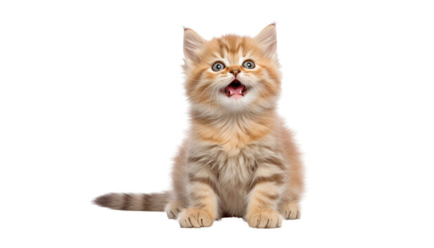 cat sitting isolated on transparent background cutout