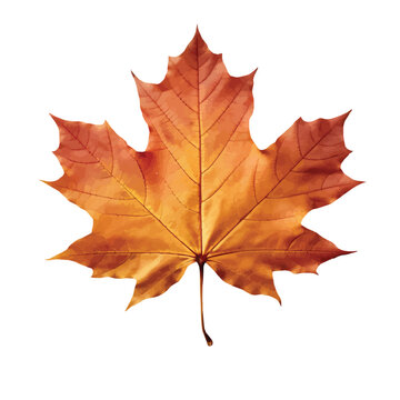 Vector image of maple leaf on white background.