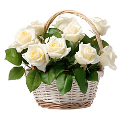 Beautiful white rose flowers in a small wicker basket isolated on transparent background, png clip art, design element.
