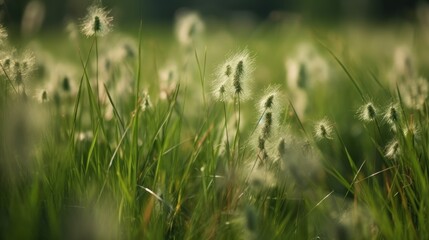 Meadow field with fluffy grass. Summer spring natural landscape. Green landscape background for a postcard, banner or poster. Close-up macro photography, selective focusing. 