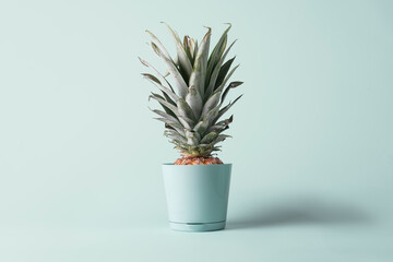 Concept of exotic indoor plants. Pineapple in flower pot on blue pastel background.