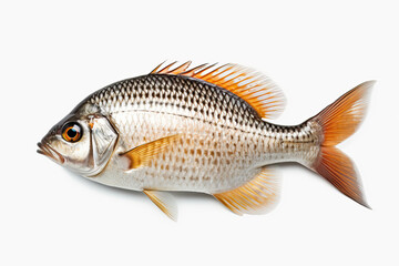Graceful Swimmer: A Realistic Illustration of a Fish,fish isolated on white,fish on a white background - obrazy, fototapety, plakaty