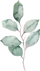 Watercolor Illustration Element Elegant Leaves