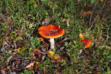 Fly amanita poisonous mushroom in Poland