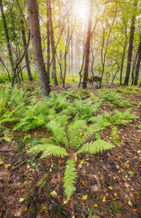 Fototapeta premium Photo of a forest in autumn.