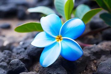 Gordijnen Blue Plumeria Flower or Frangipani © Link Parker