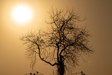 Sunrise at early morning tree and bird