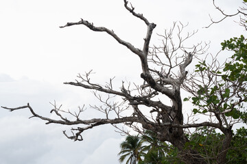 Puerto Rico