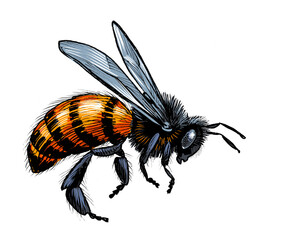 Flying bee. Hand-drawn ink on paper and hand colored on tablet