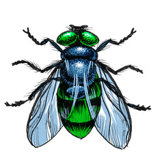 Green fly on white background. Hand-drawn ink on paper and hand colored on tablet