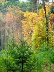 Wiederaufforstung im Mischwald