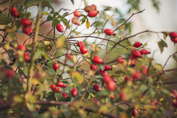 Red rosehip berries on the branches. Romantic autumn still life with rosehip berries. Wrinkled berries of rosehip on a bush on late Fall. Hawthorn berries are tiny fruits that grow on trees and shrubs