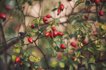 Red rosehip berries on the branches. Romantic autumn still life with rosehip berries. Wrinkled berries of rosehip on a bush on late Fall. Hawthorn berries are tiny fruits that grow on trees and shrubs