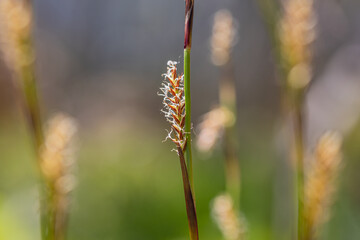 reed in the wind