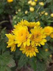 Beautiful daisy or chrysanthemum flowers with  yellow colours
