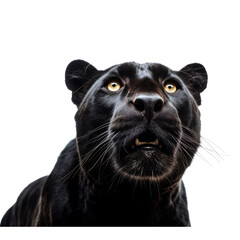 Naklejka na ściany i meble Close-up portrait of black panthera pardus, leopard standing and staring at the camera, isolated on white