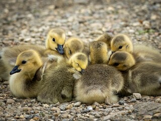 Obraz premium Maybe your ducks are in a row, but your goslings are in a really cute huddle! Baby Canada geese on the side of a lake in Warwickshire, England