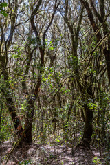 Fototapeta premium Views around La Gomera Island, The Caneries