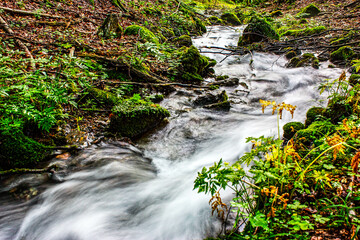 Amazing nature landscape with colored autumn forest and mountain creek. Beautiful creek in mountain forest. Forest creek in autumn. HDR Image (High Dynamic Range).