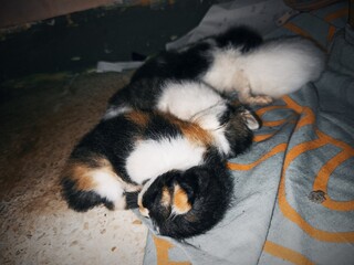 Three newborn kitten with different fur color.