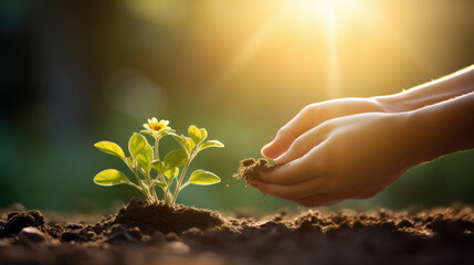 person planting plant on soil. ecology and planet care and conservation