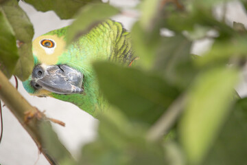 Amazona aestiva. The true parrot is a psittaciform bird in the Psittacidae family.