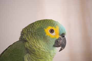 Amazona aestiva. The true parrot is a psittaciform bird in the Psittacidae family. © taleondiegues