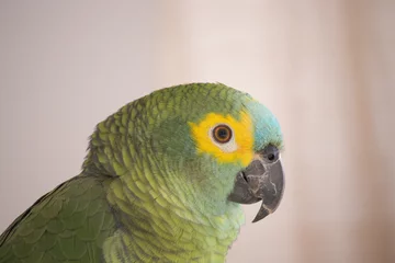 Raamstickers Amazona aestiva. The true parrot is a psittaciform bird in the Psittacidae family. © Teeh