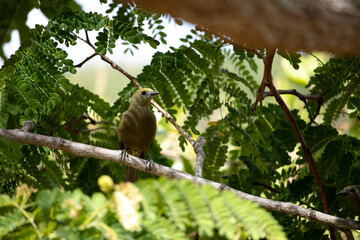 Thraupis sayaca. The gray tanager is a passerine bird in the Thraupidae family.
