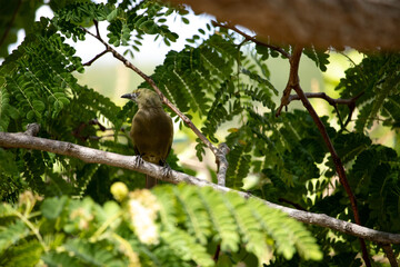 Thraupis sayaca. The gray tanager is a passerine bird in the Thraupidae family.