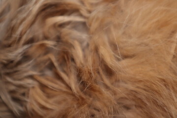 Fototapeta premium Beautiful soft soft cat fur background. Cat hair background. Red pet hair close up shot. 