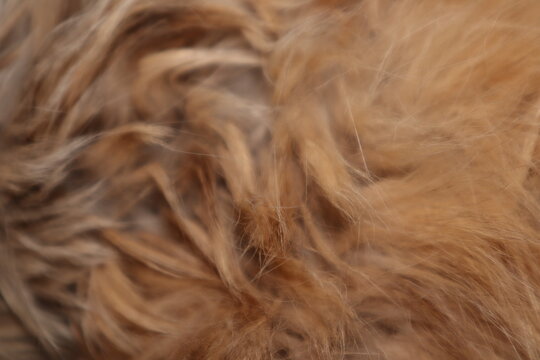 Beautiful soft soft cat fur background. Cat hair background. Red pet hair close up shot. 